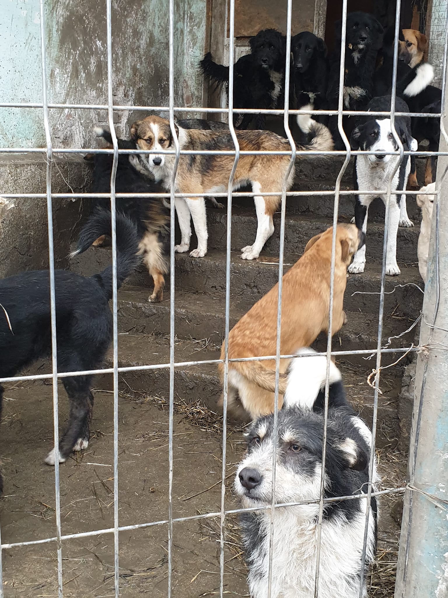hondjes in het privé shelter van Rodica